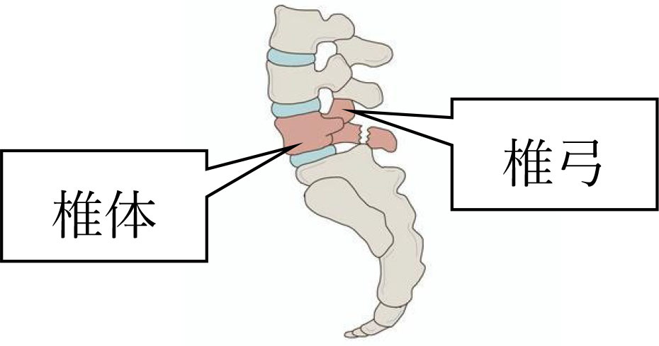 この症状は腰椎分離症？原因や治療法を解説！｜北戸田ナノ整形